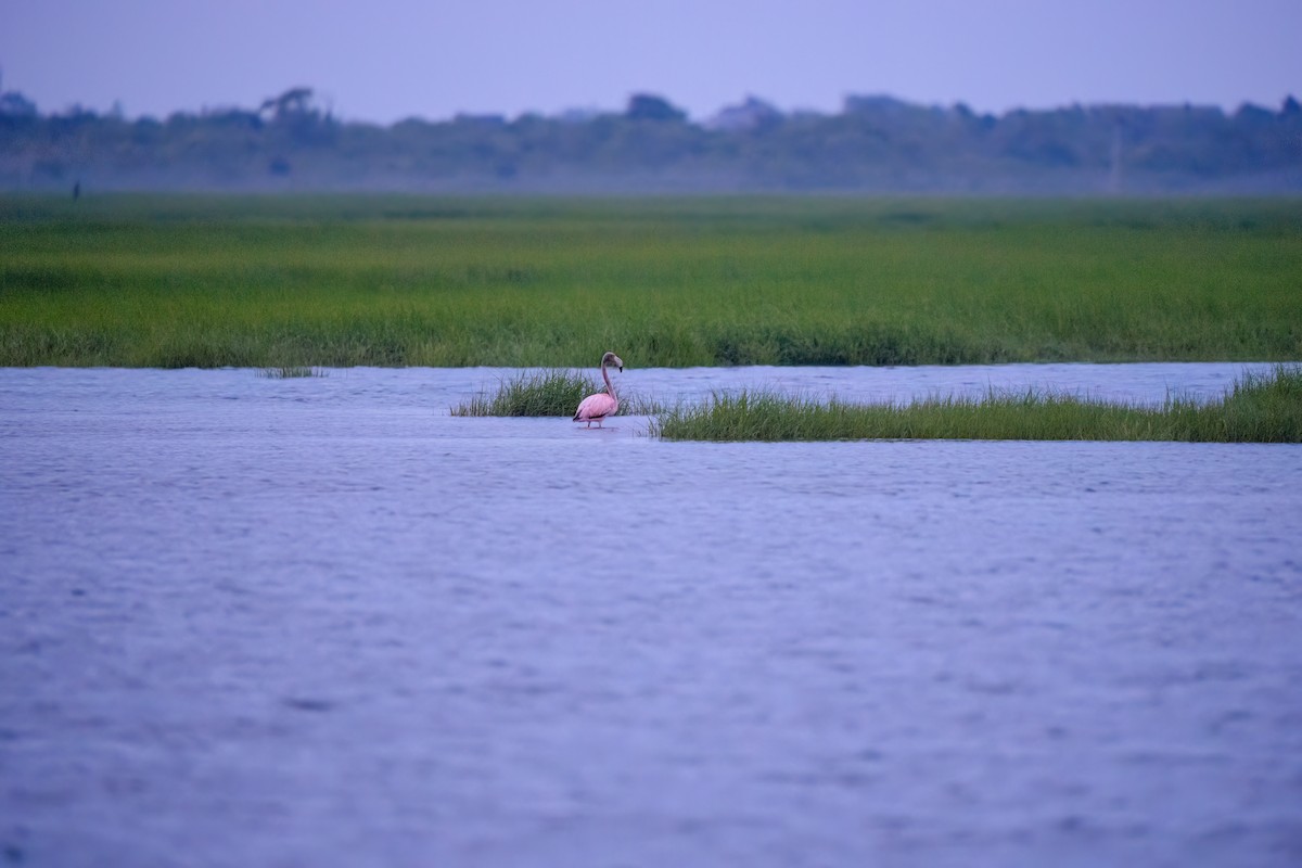 American Flamingo - ML620092464