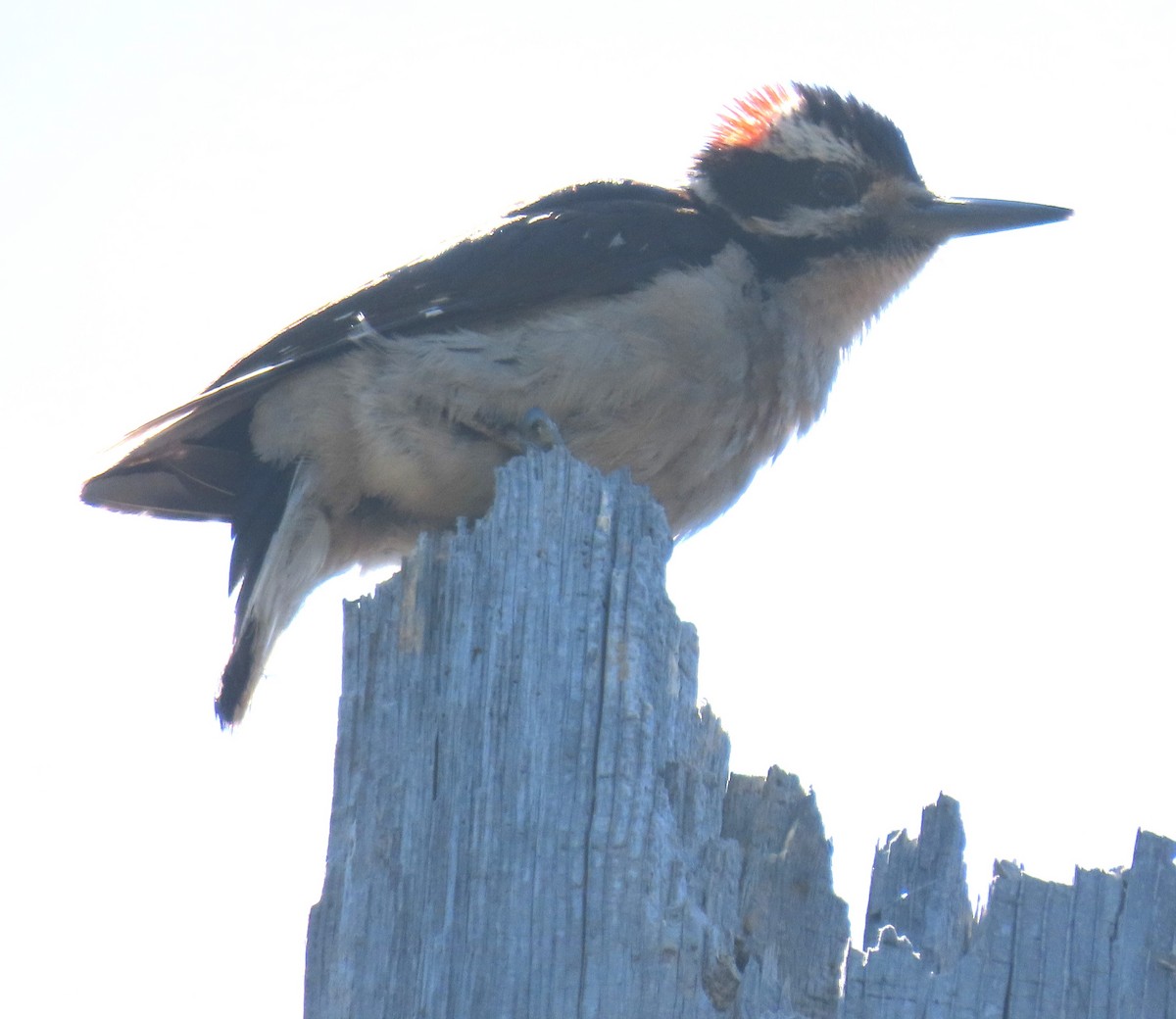 Downy Woodpecker - ML620092467