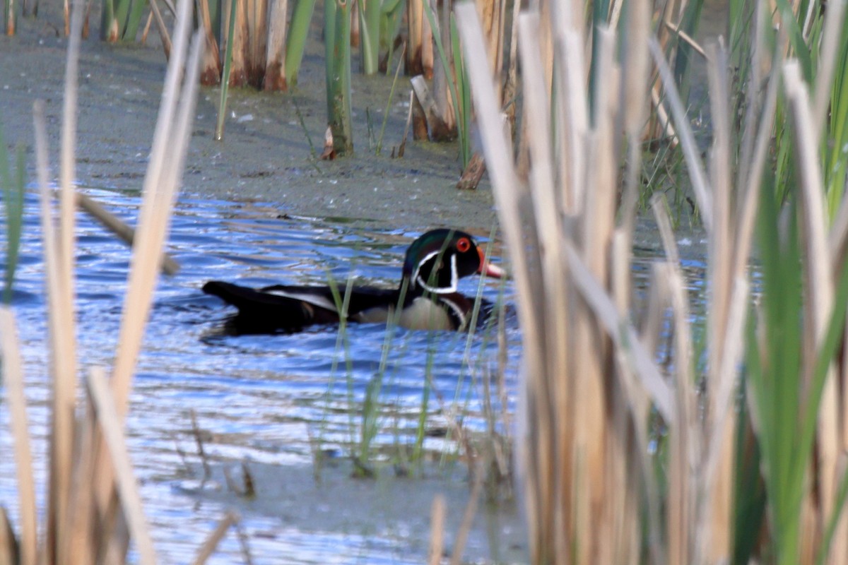 Wood Duck - ML620092468