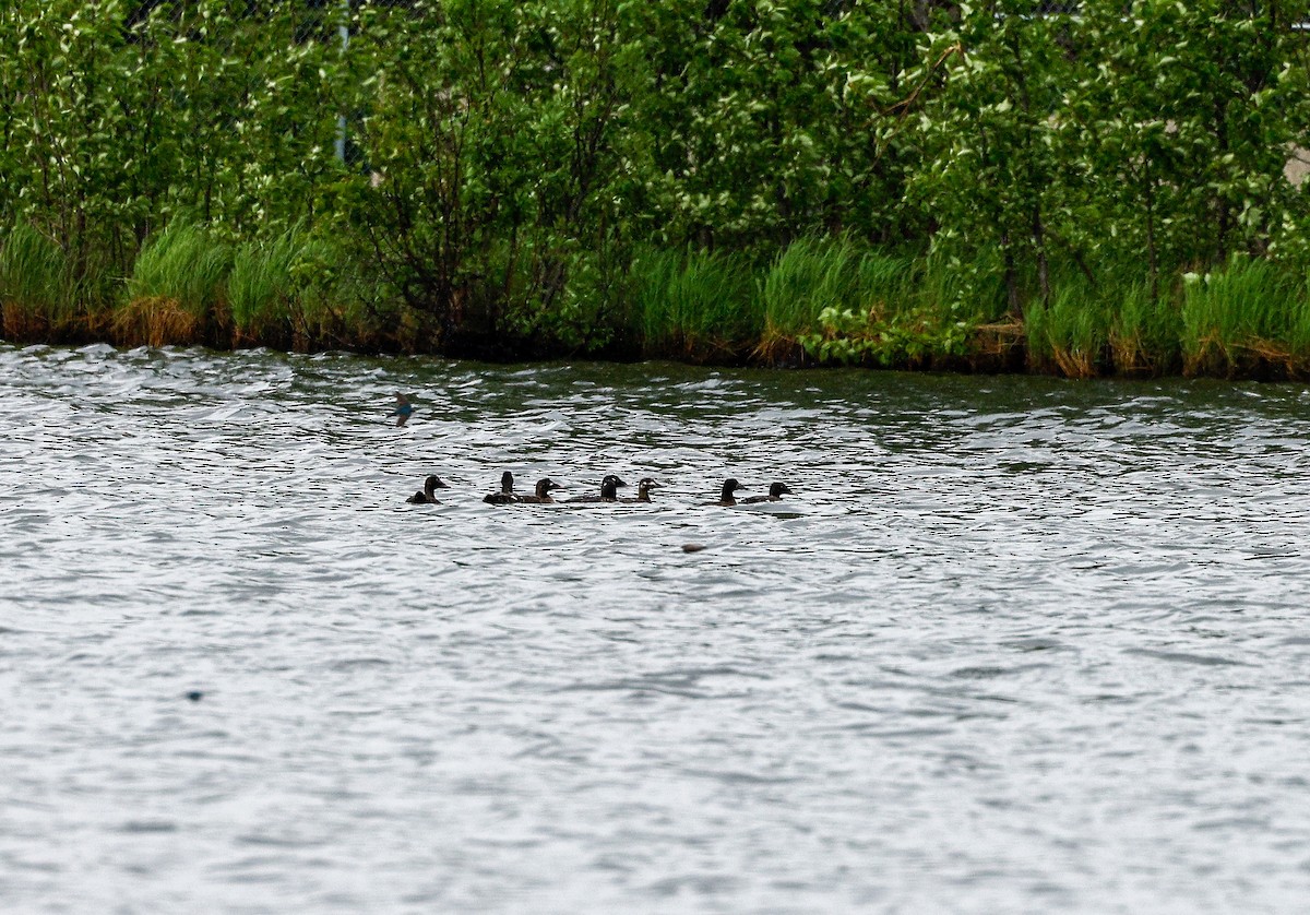 White-winged Scoter - ML620092472