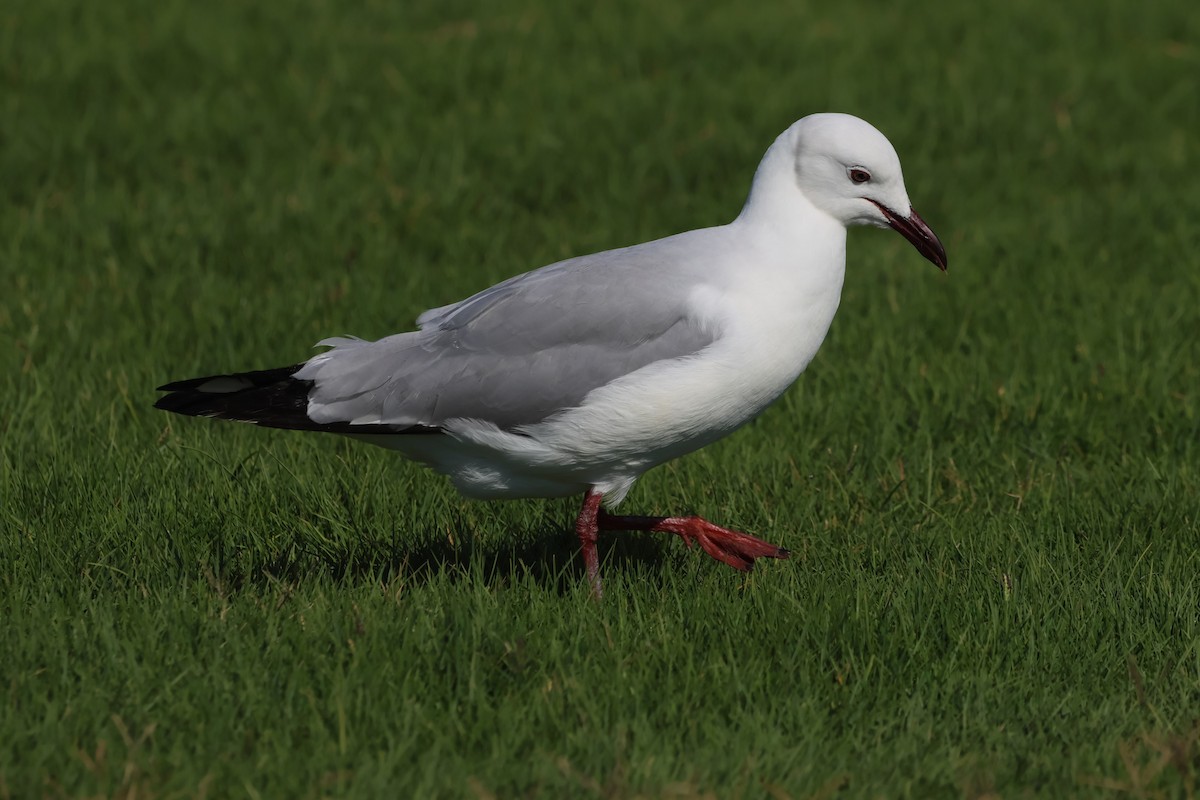 Gray-hooded Gull - ML620092475