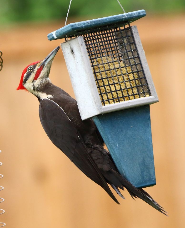 Pileated Woodpecker - Breck Breckenridge
