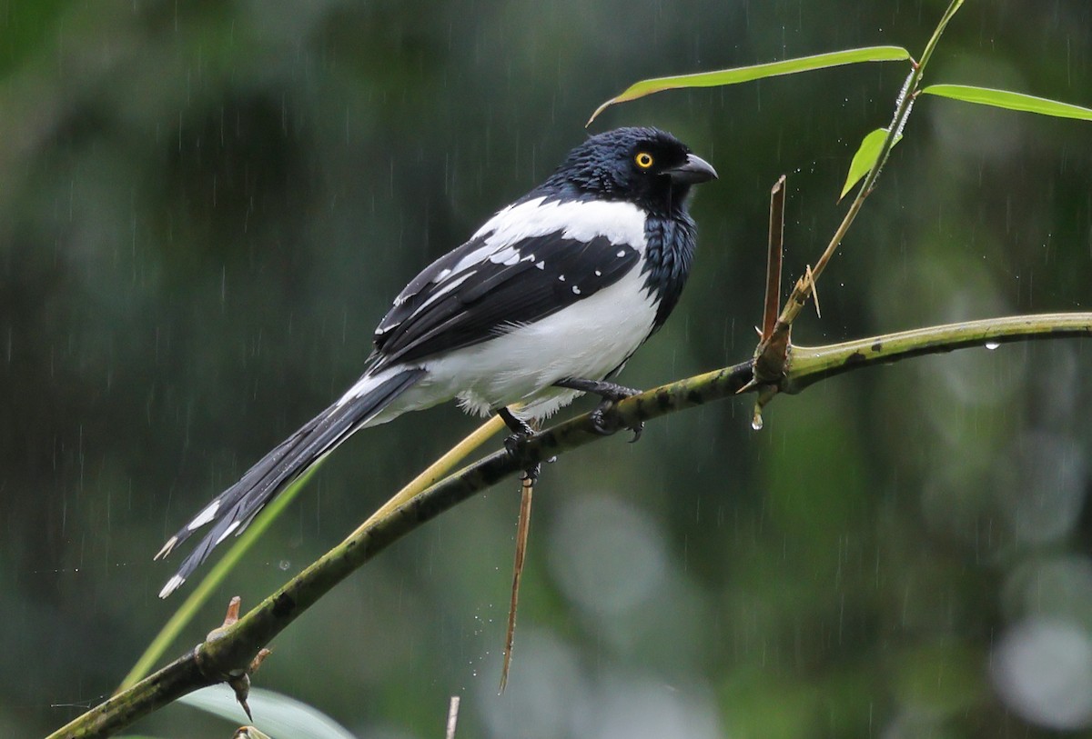 Magpie Tanager - ML620092478