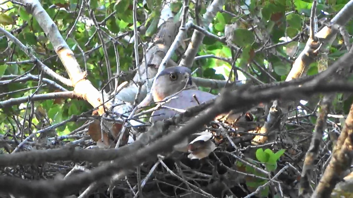 Cooper's Hawk - ML620092481