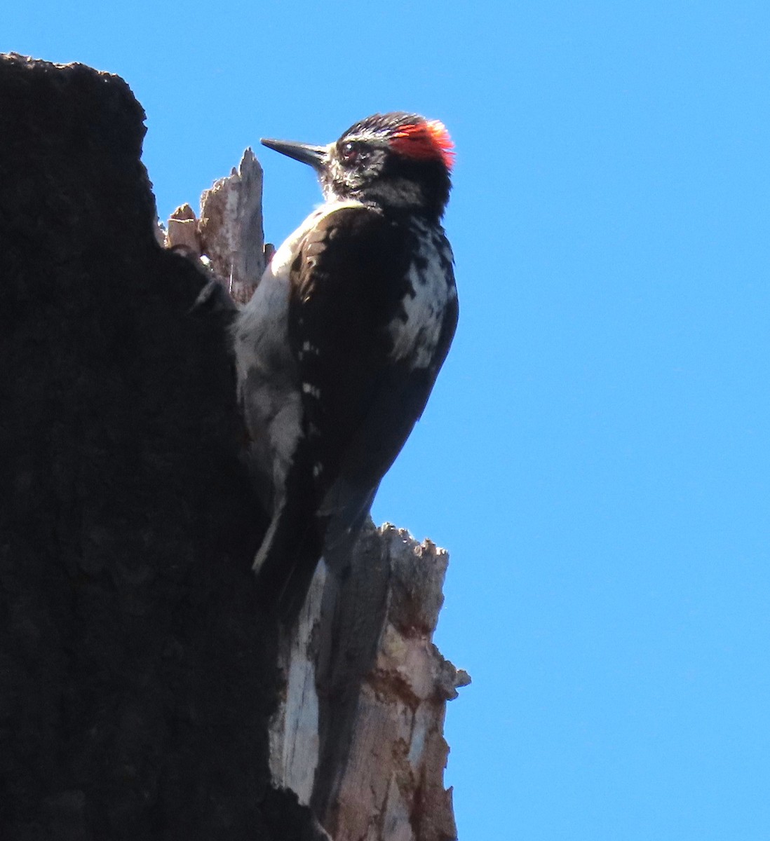 Downy Woodpecker - ML620092482