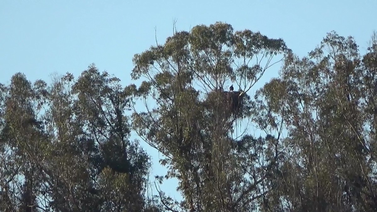 Bald Eagle - ML620092487