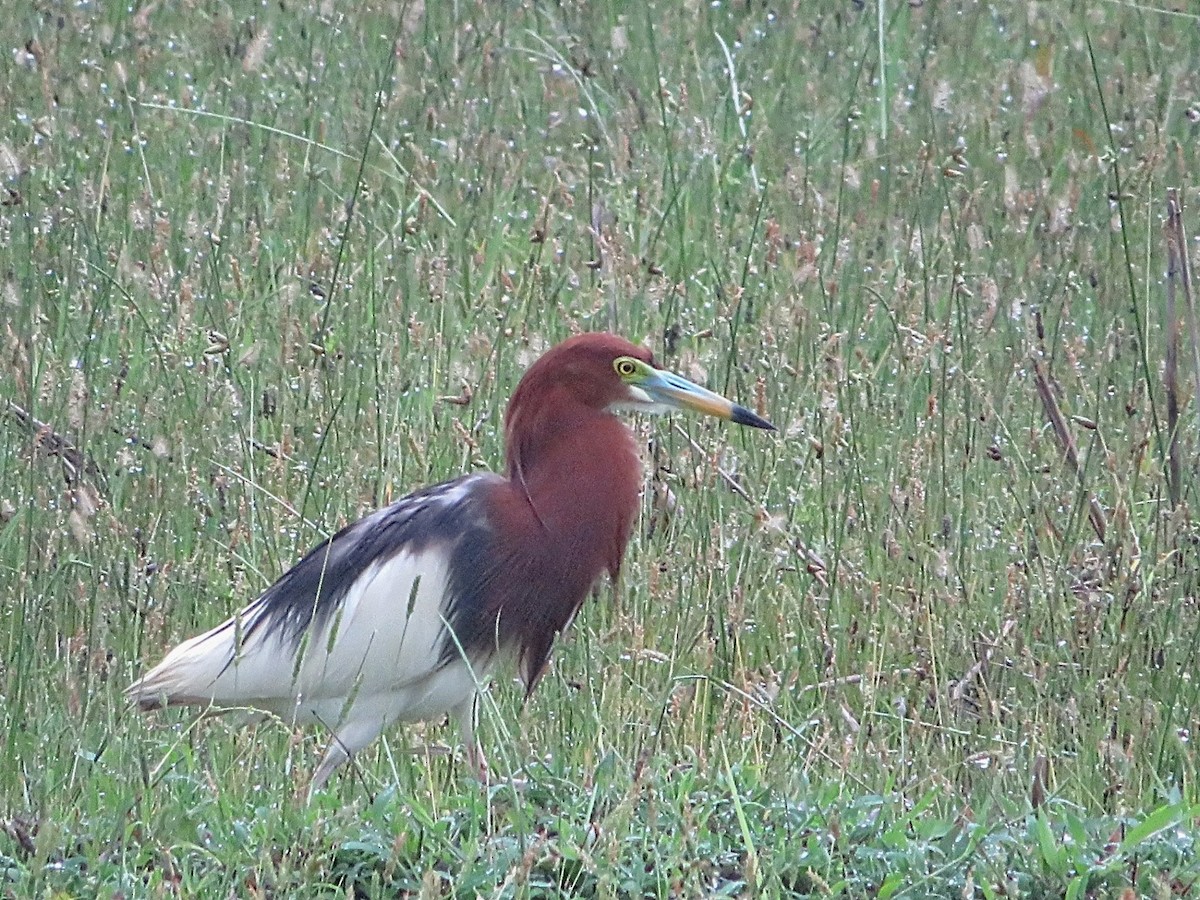 Chinese Pond-Heron - ML620092490