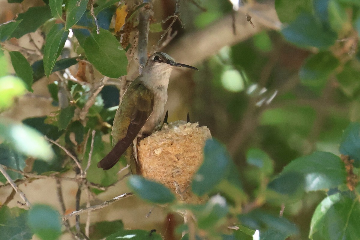 Black-chinned Hummingbird - ML620092498