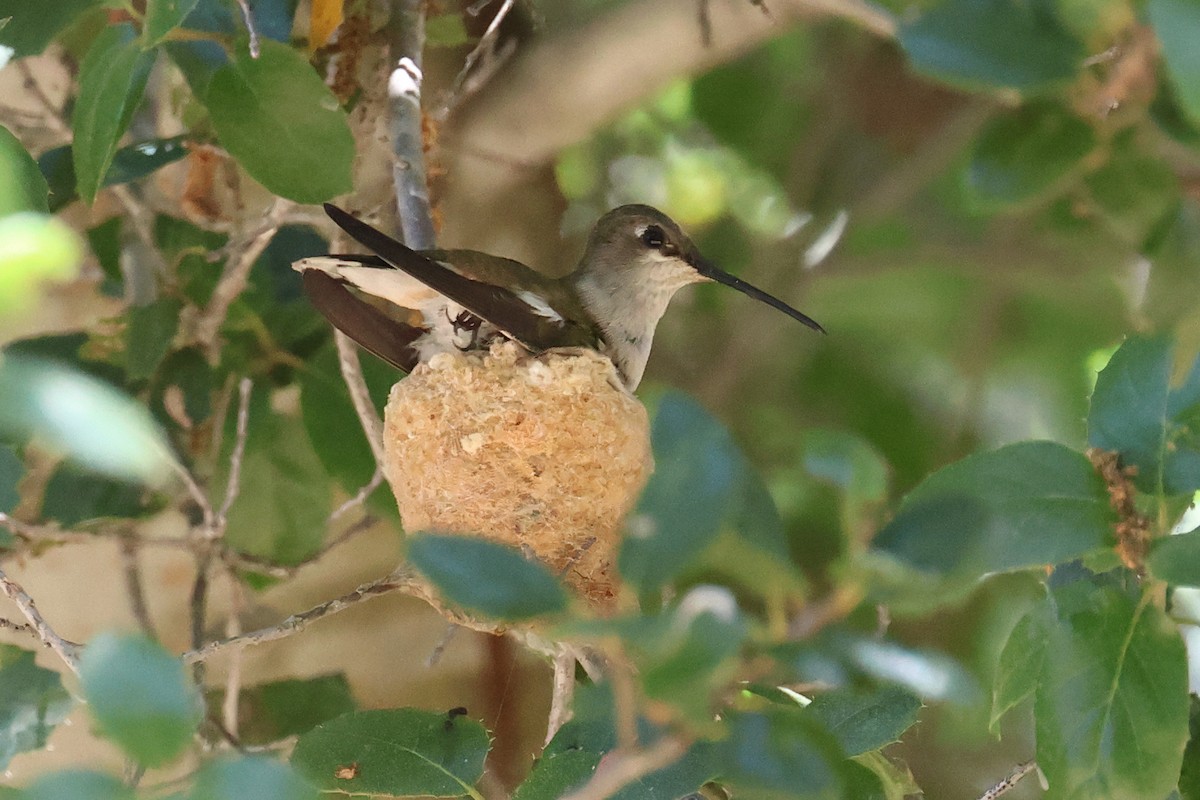 Black-chinned Hummingbird - ML620092501