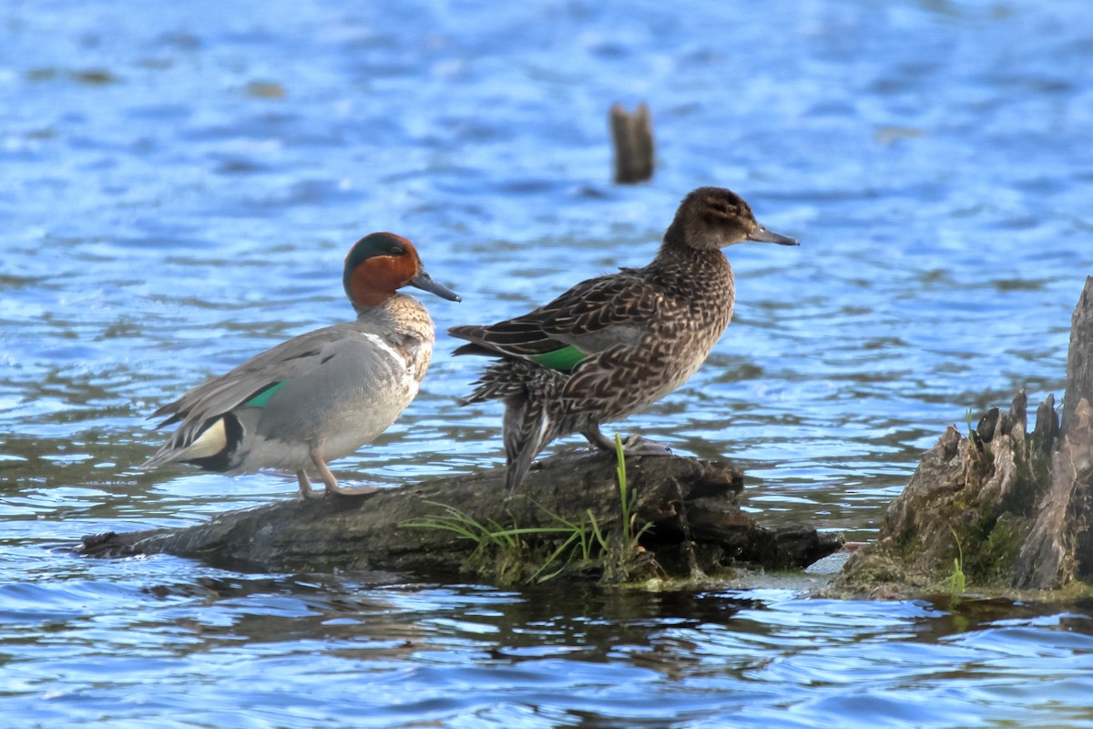 Green-winged Teal - ML620092503