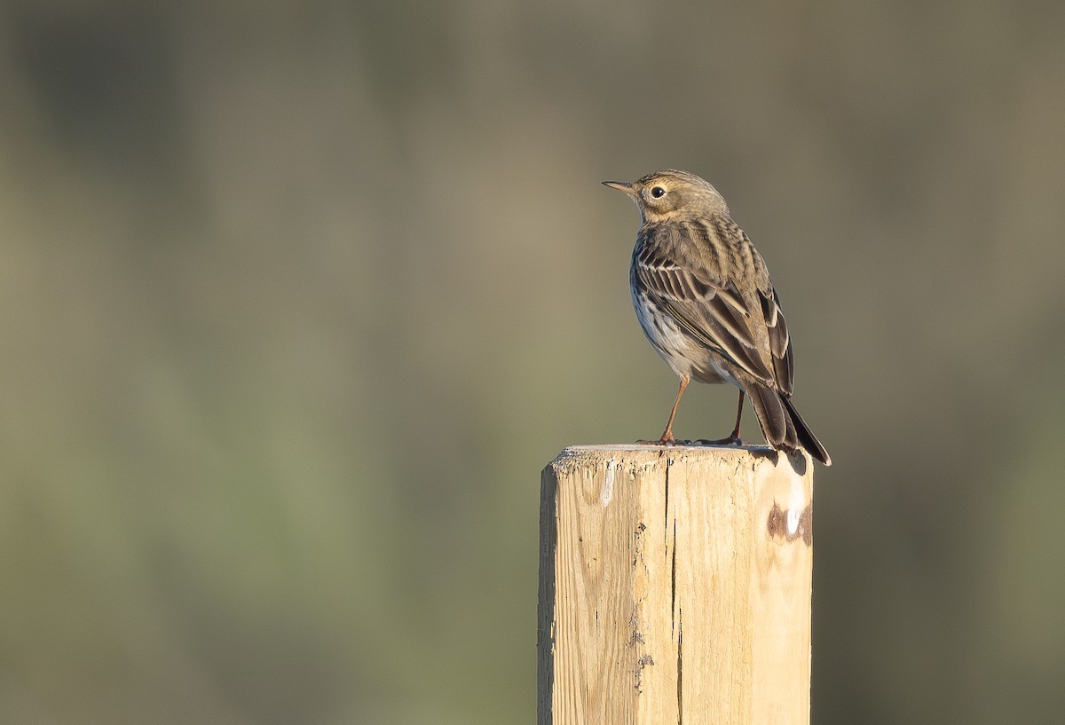 Meadow Pipit - ML620092505