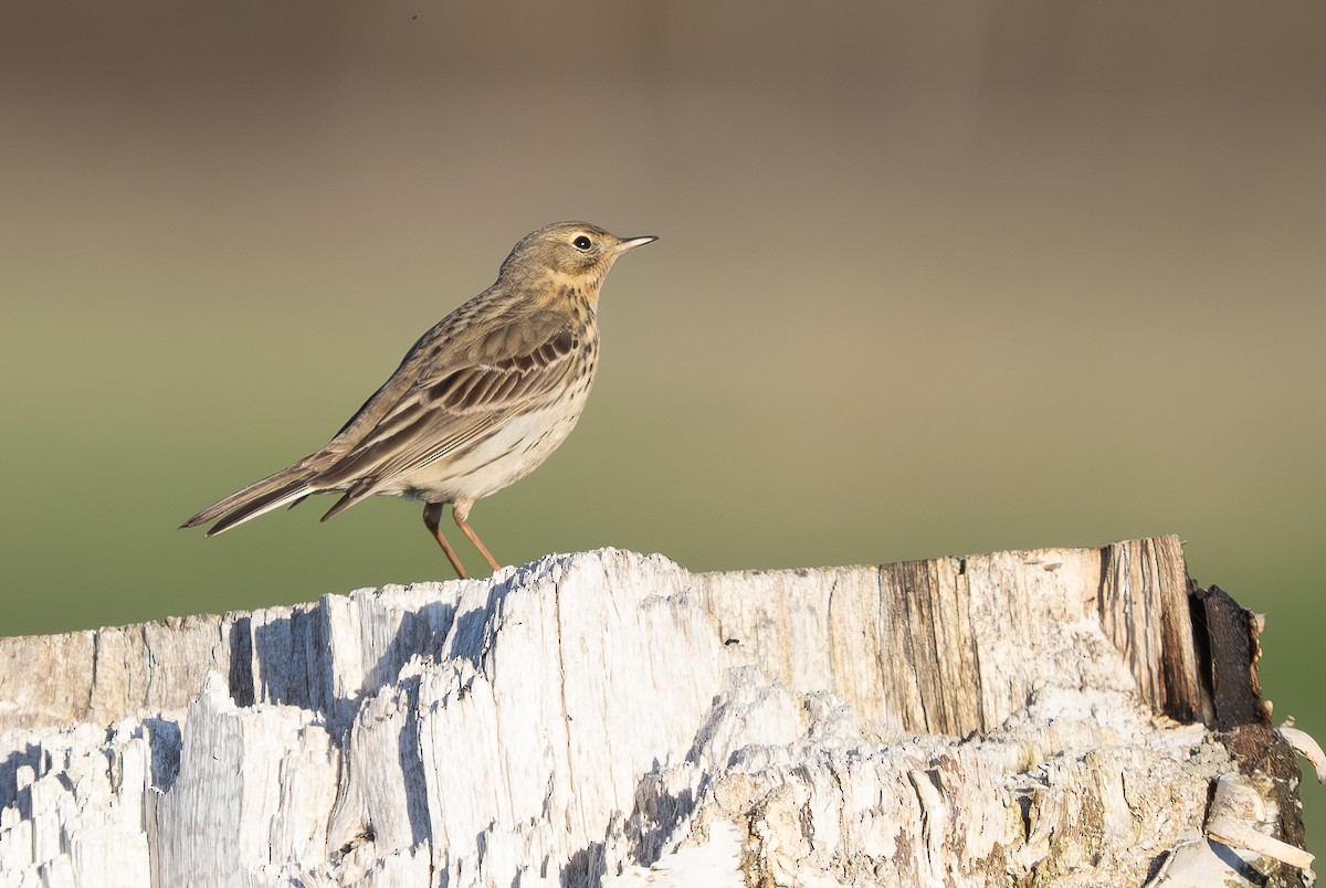 Meadow Pipit - ML620092506