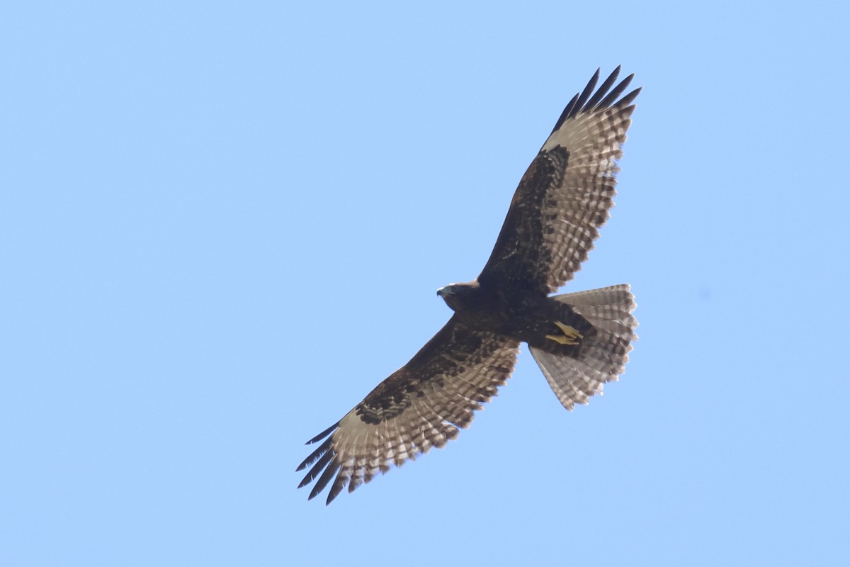Red-tailed Hawk - ML620092507