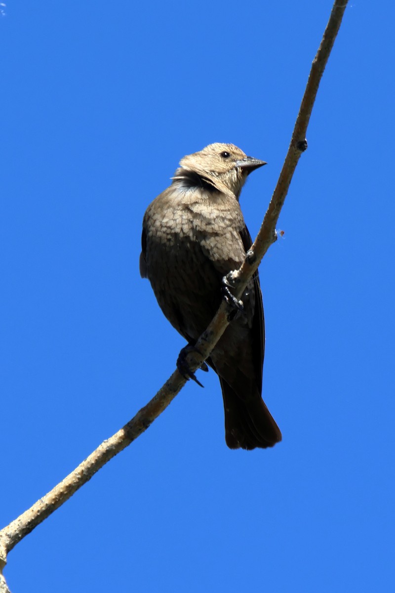 Brown-headed Cowbird - ML620092509