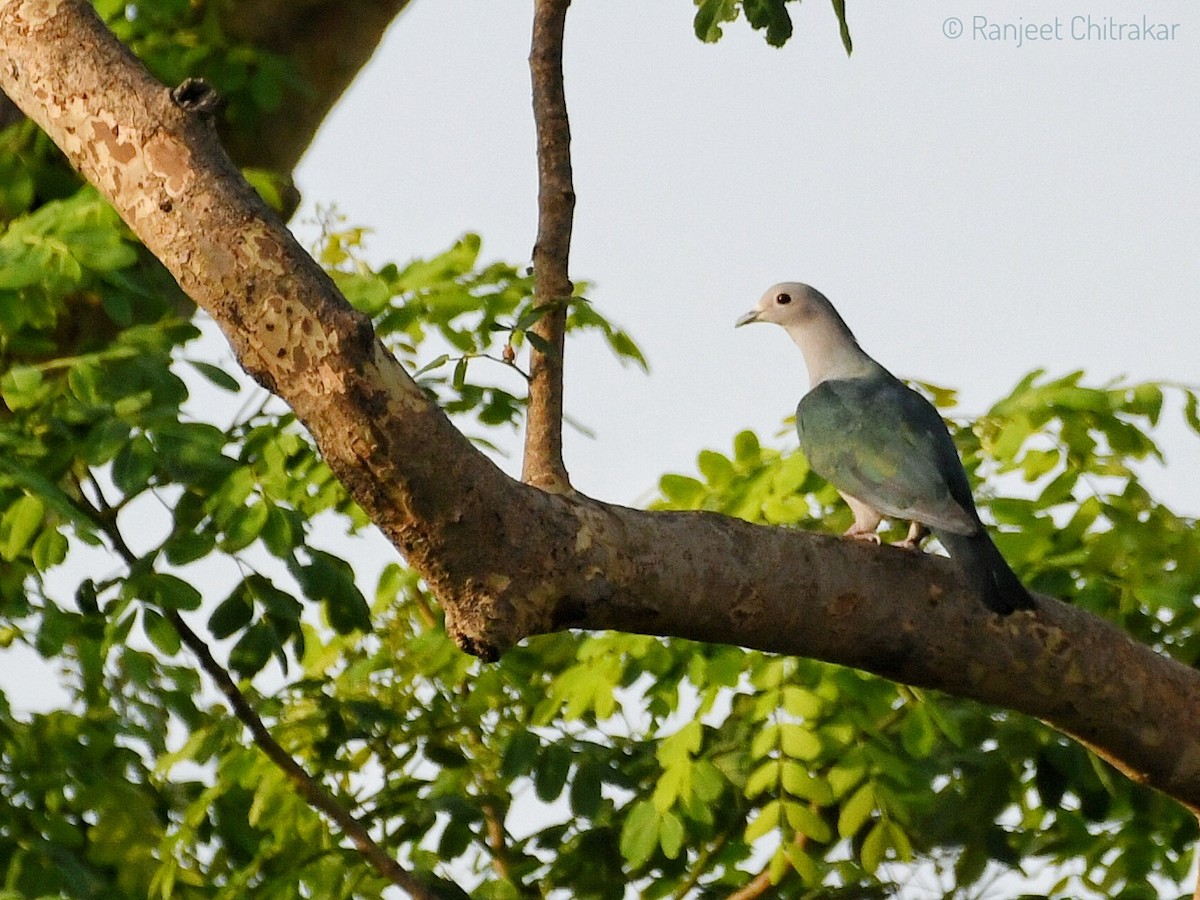Green Imperial-Pigeon - ML620092511