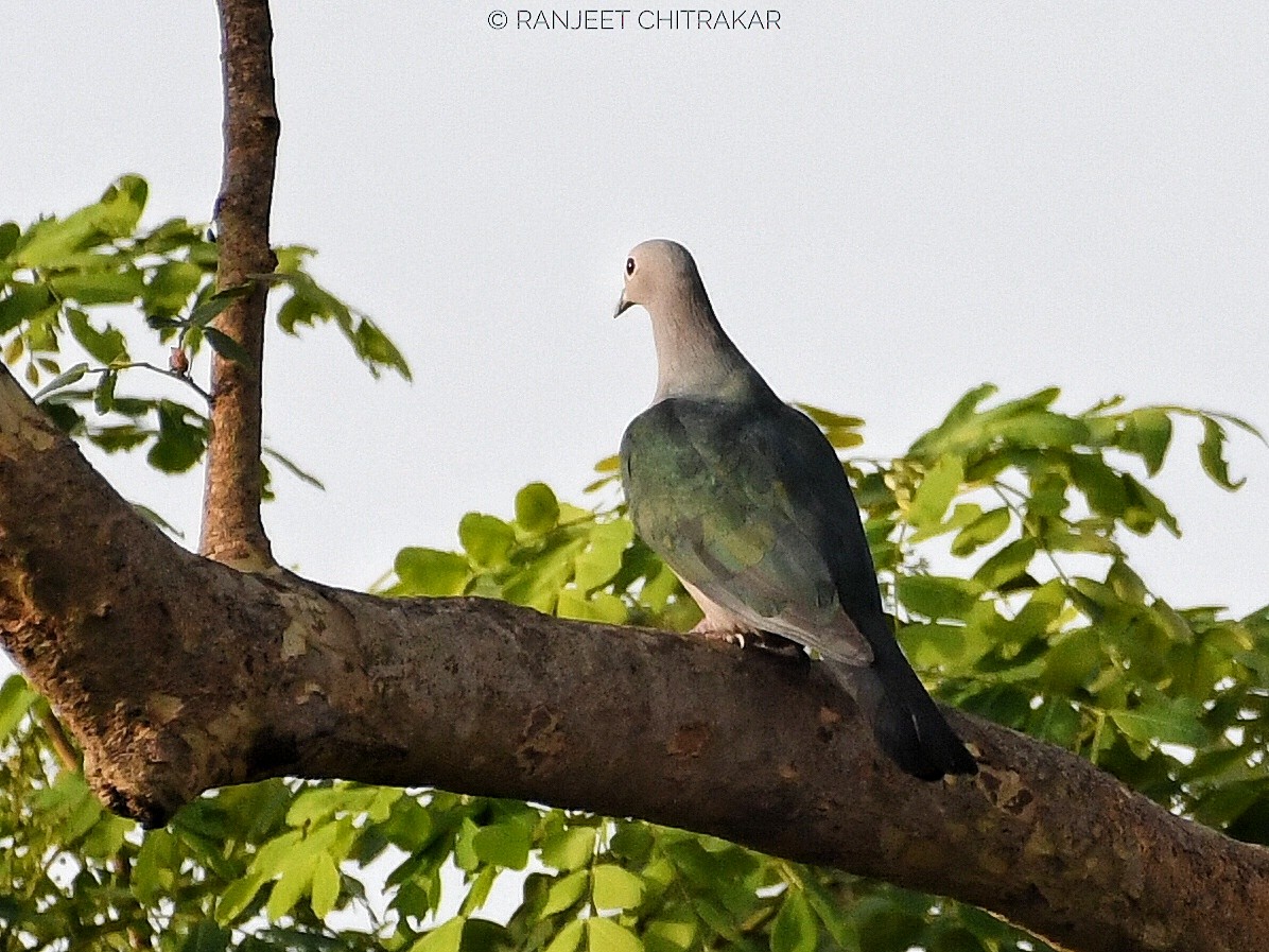 Green Imperial-Pigeon - ML620092512