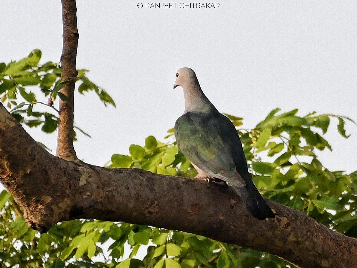 Dúcula Verde - ML620092512