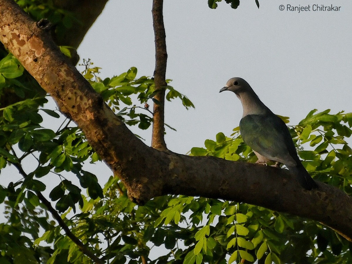 Green Imperial-Pigeon - ML620092513