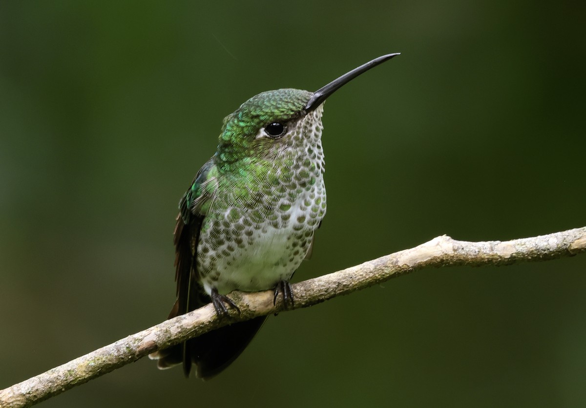 Many-spotted Hummingbird - ML620092525