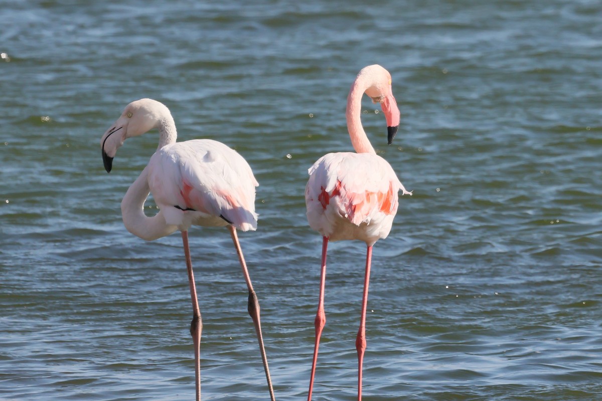 Greater Flamingo - ML620092532