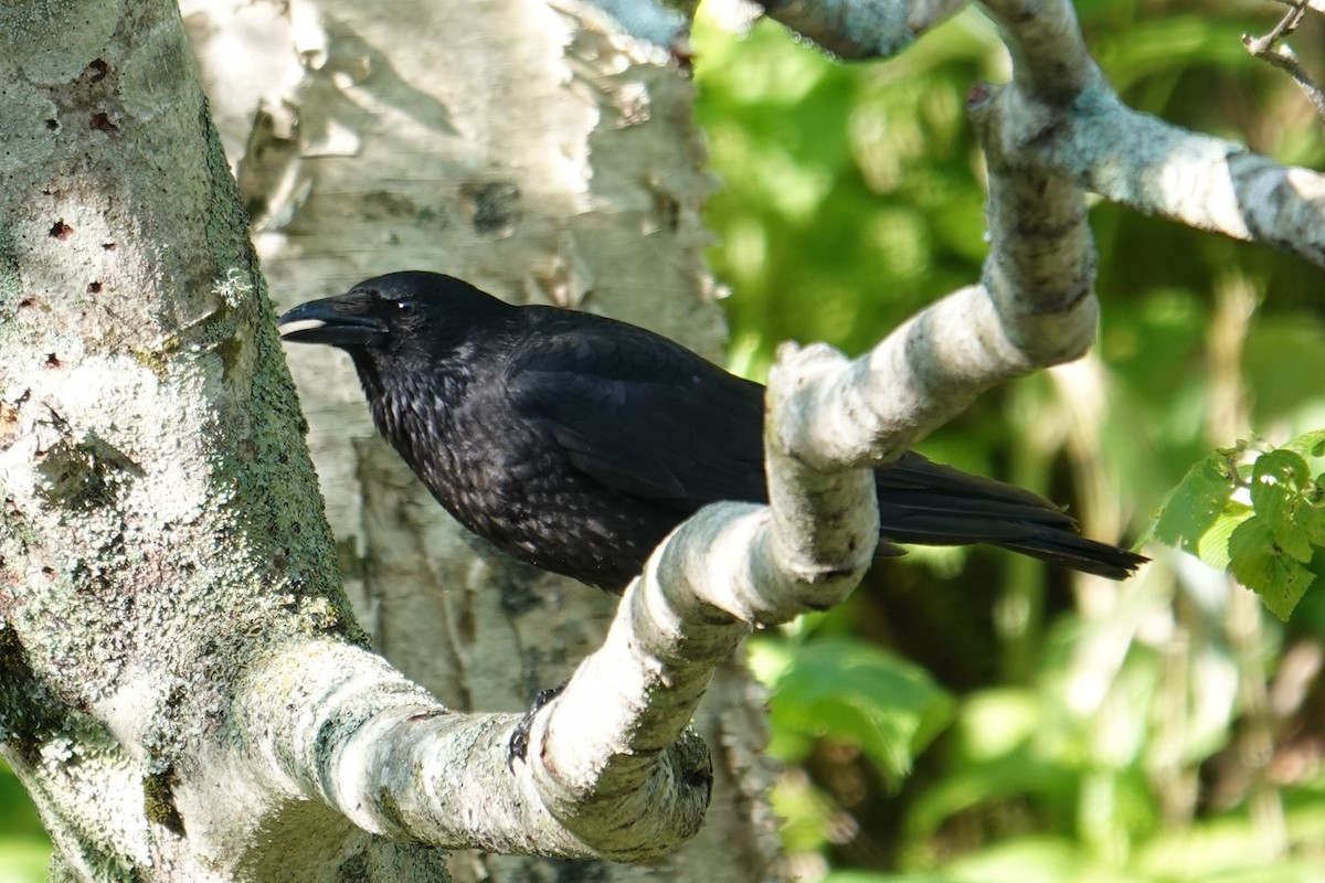 Ворона чорна (підвид orientalis) - ML620092533