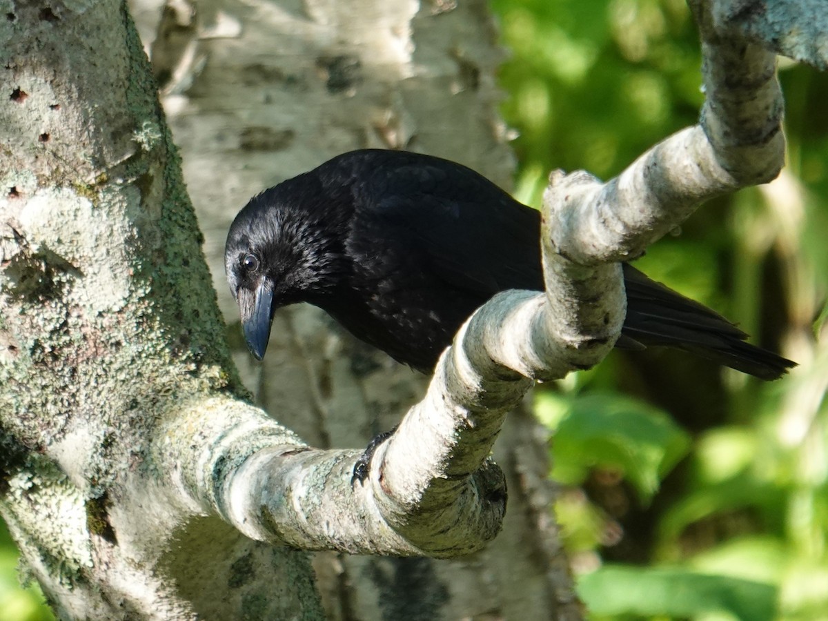 Carrion Crow (Eastern) - ML620092536