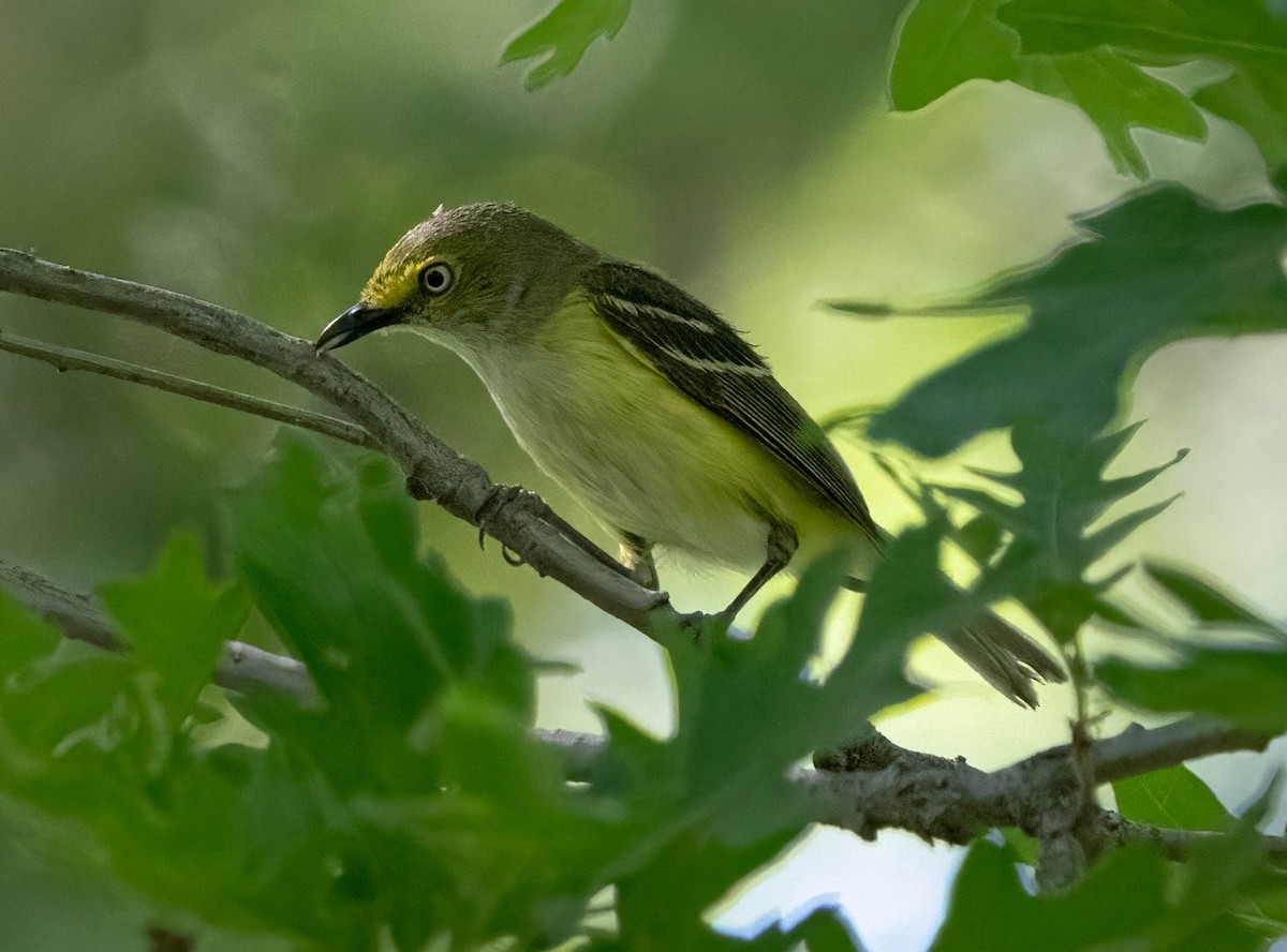 Vireo Ojiblanco - ML620092539