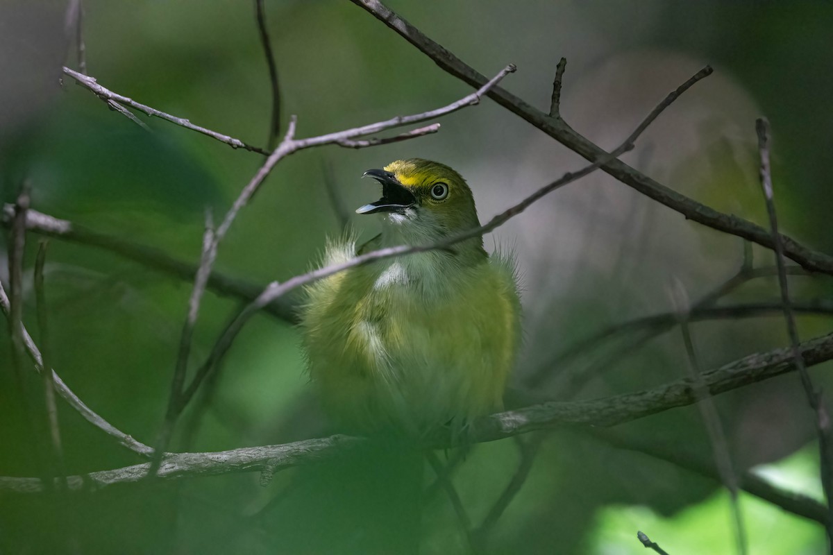 Vireo Ojiblanco - ML620092540