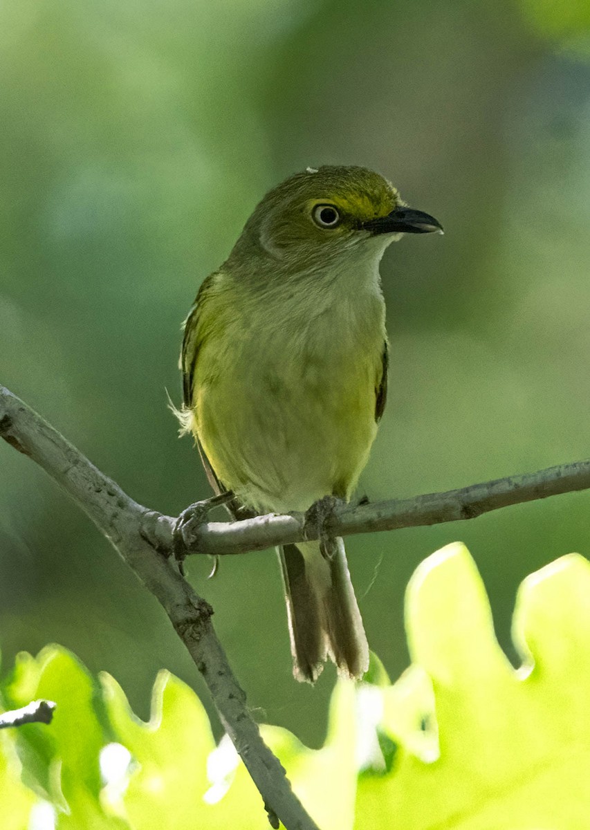 Ak Gözlü Vireo - ML620092541