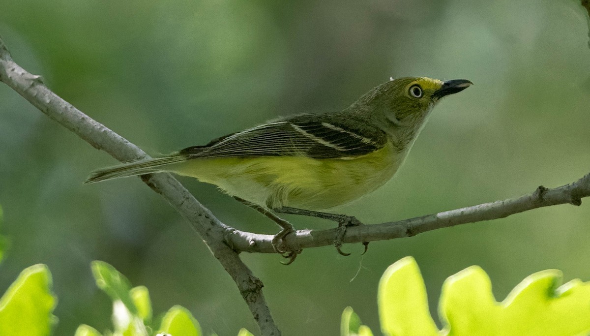 Ak Gözlü Vireo - ML620092542