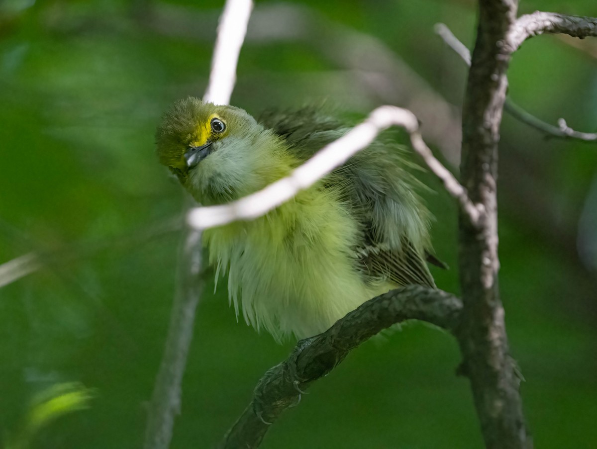 Vireo Ojiblanco - ML620092546