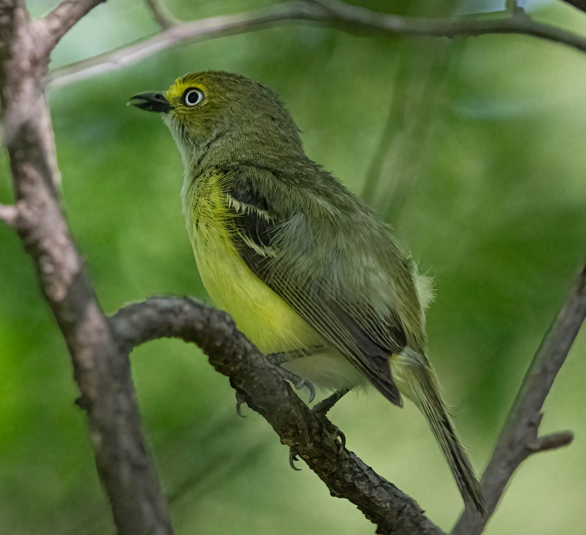 Ak Gözlü Vireo - ML620092547