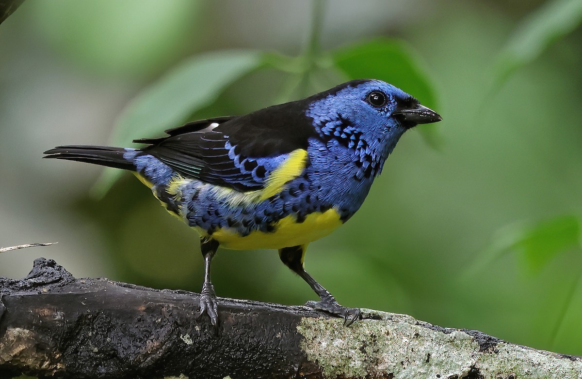 Turquoise Tanager - ML620092548
