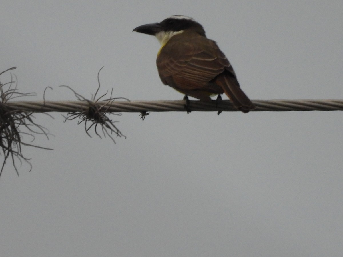 Boat-billed Flycatcher - ML620092550