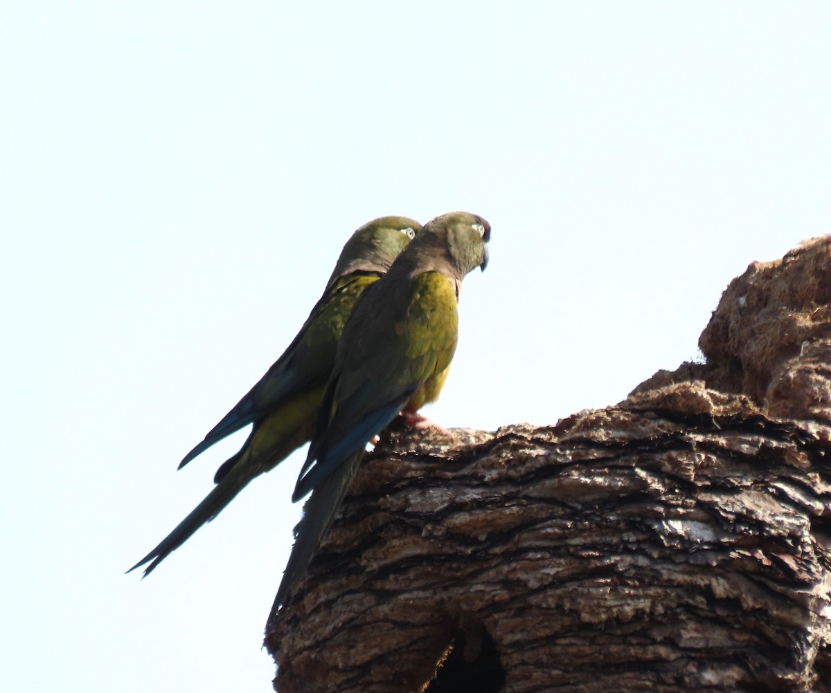 Burrowing Parakeet - ML620092552