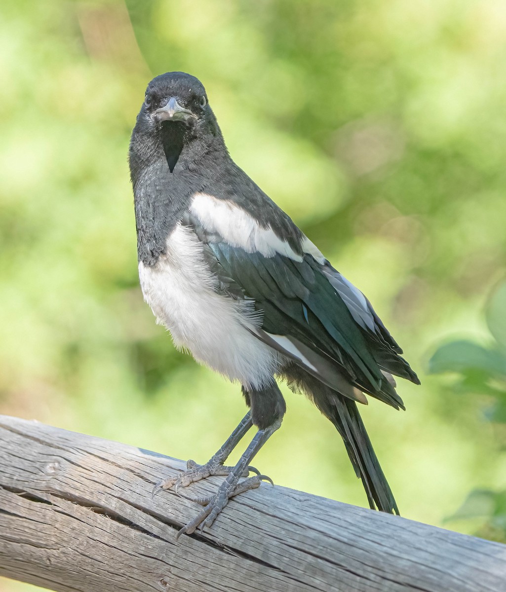 Black-billed Magpie - ML620092555