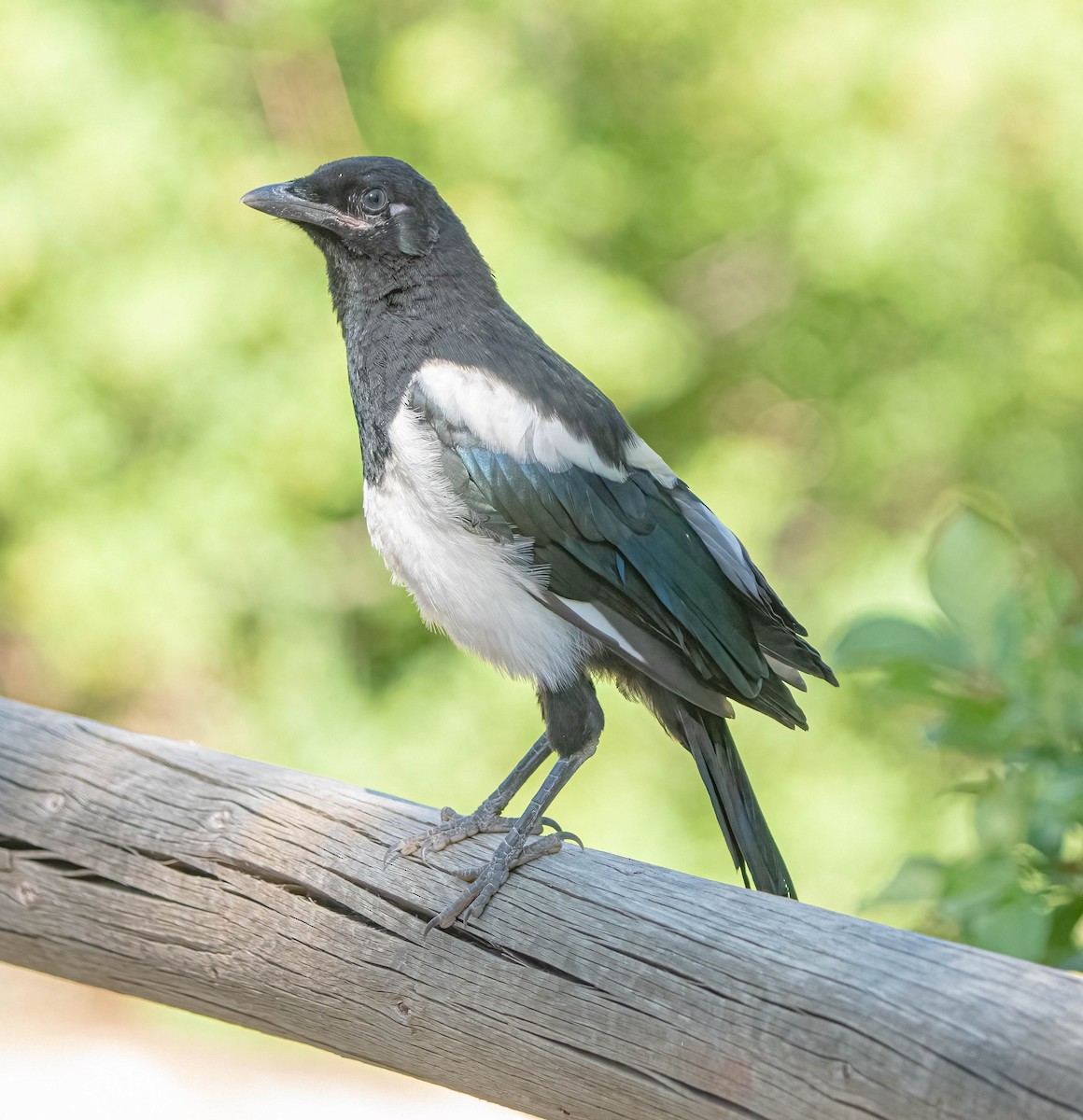 Black-billed Magpie - ML620092556