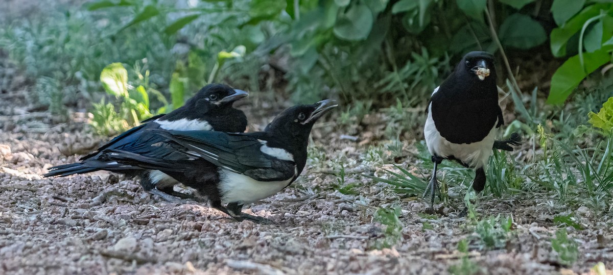 Black-billed Magpie - ML620092557