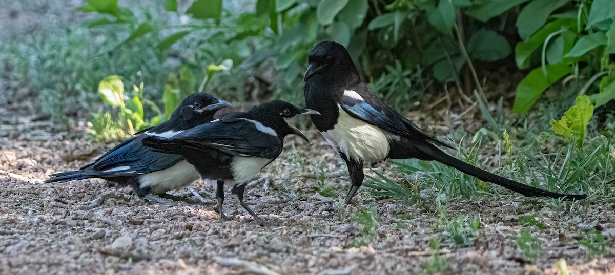 Black-billed Magpie - ML620092558