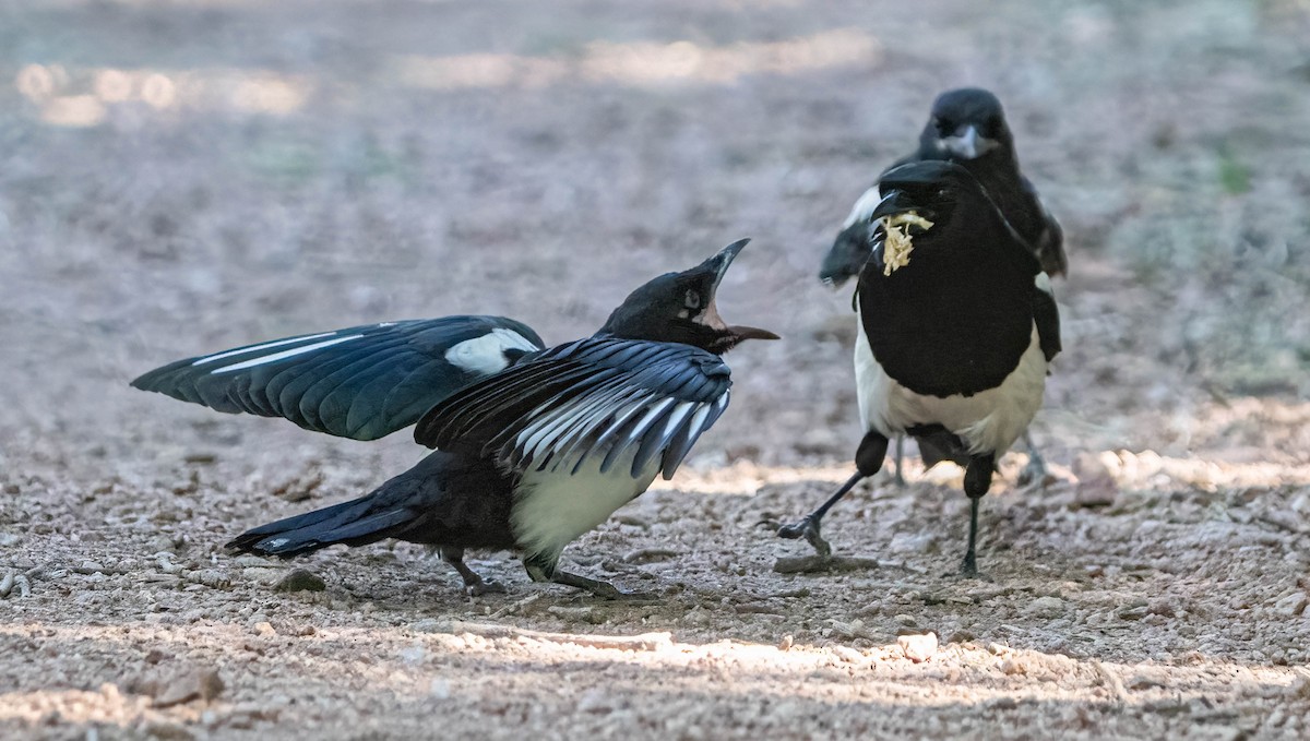 Black-billed Magpie - ML620092559