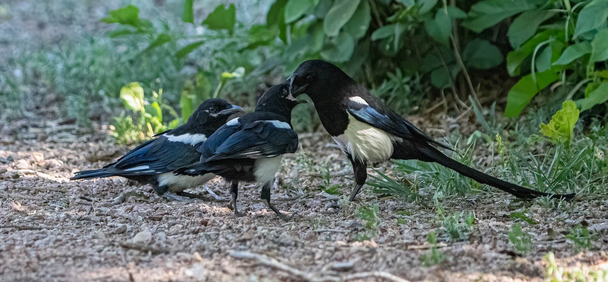 Black-billed Magpie - Courtney Rella