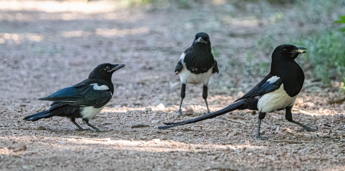 Black-billed Magpie - ML620092561