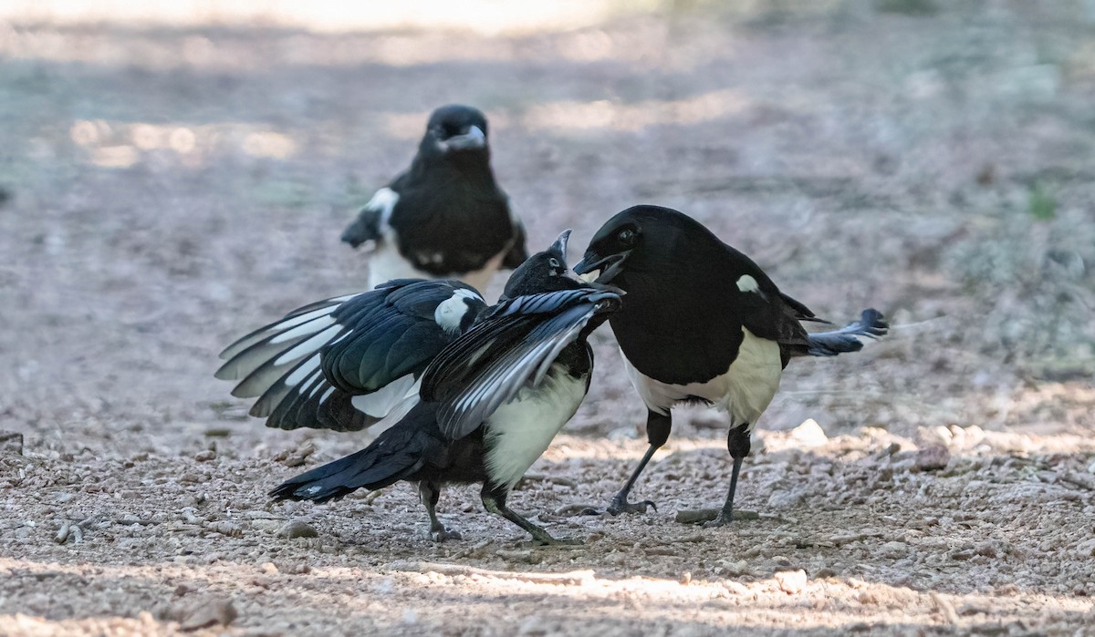 Black-billed Magpie - ML620092563