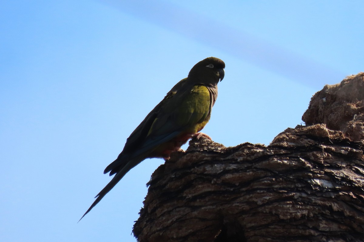 Burrowing Parakeet - ML620092566