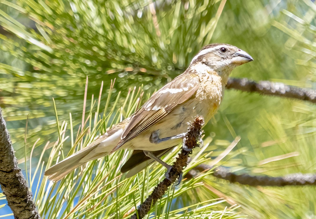 Black-headed Grosbeak - ML620092569