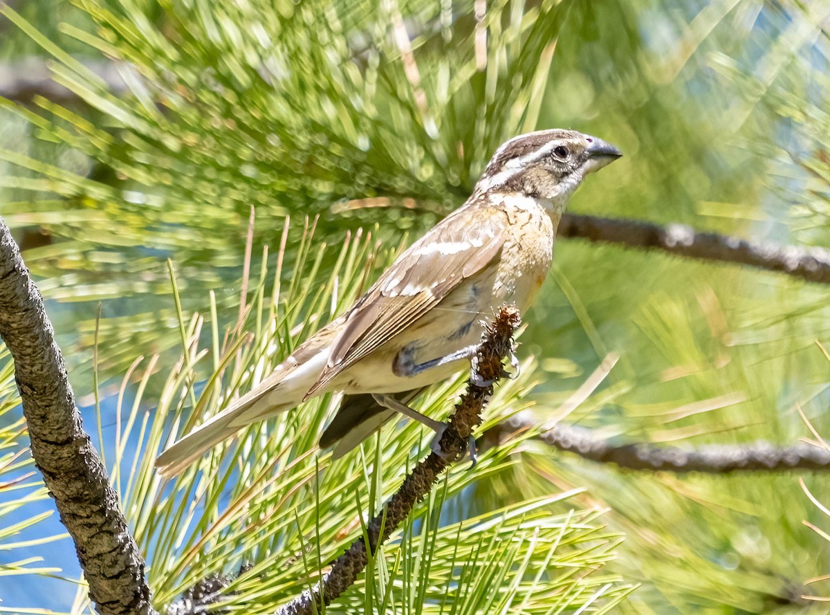 Black-headed Grosbeak - ML620092570