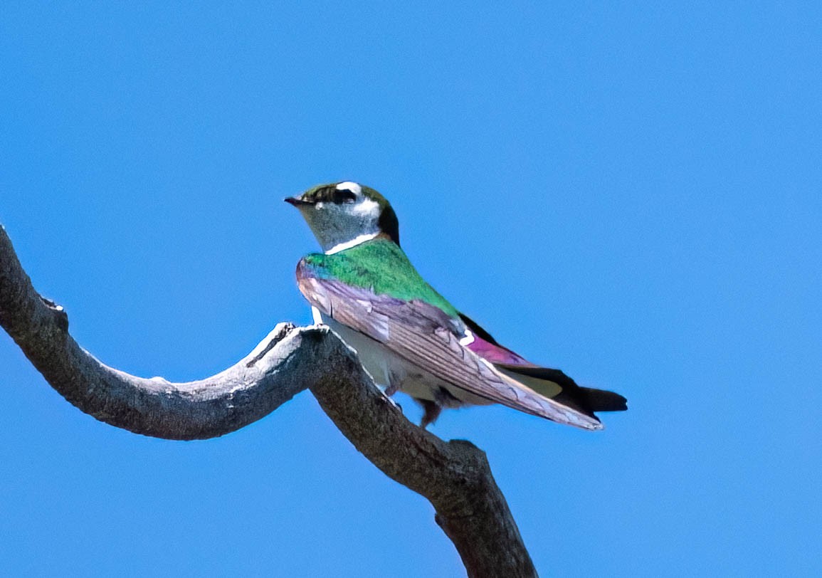Violet-green Swallow - ML620092575