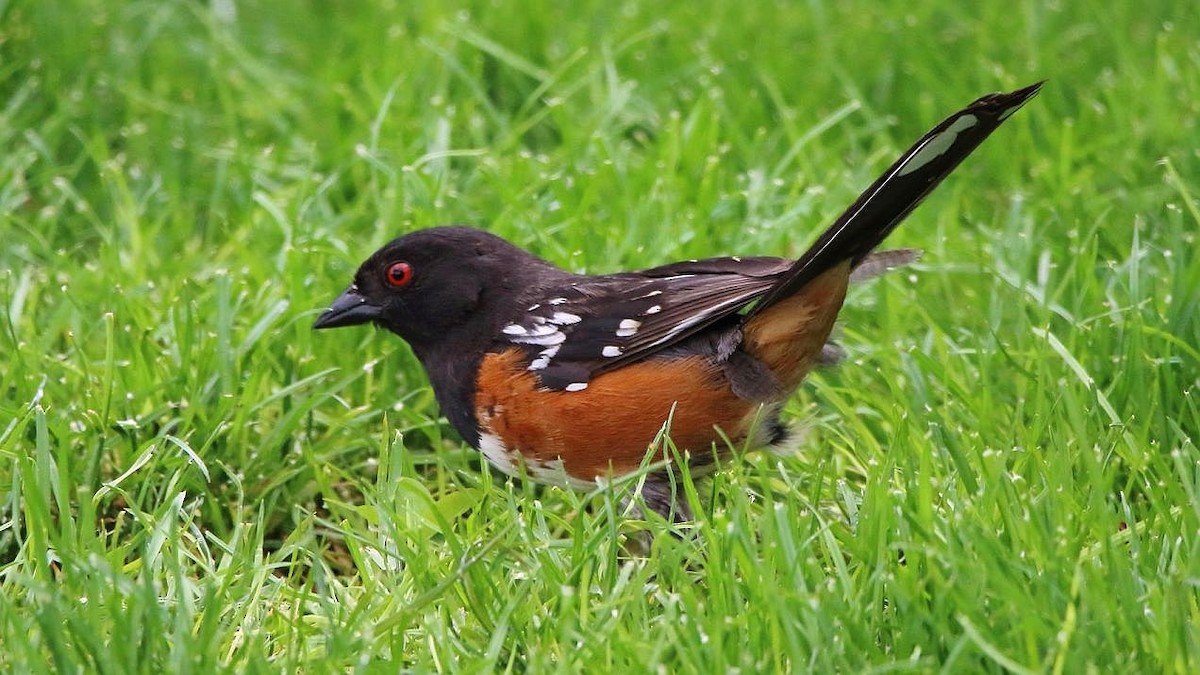 Spotted Towhee - ML620092578
