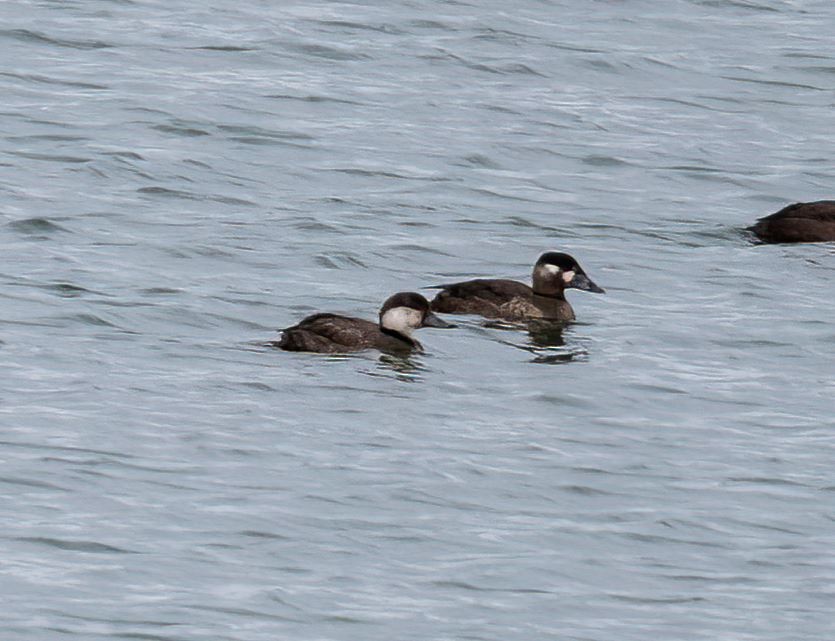 Surf Scoter - ML620092580