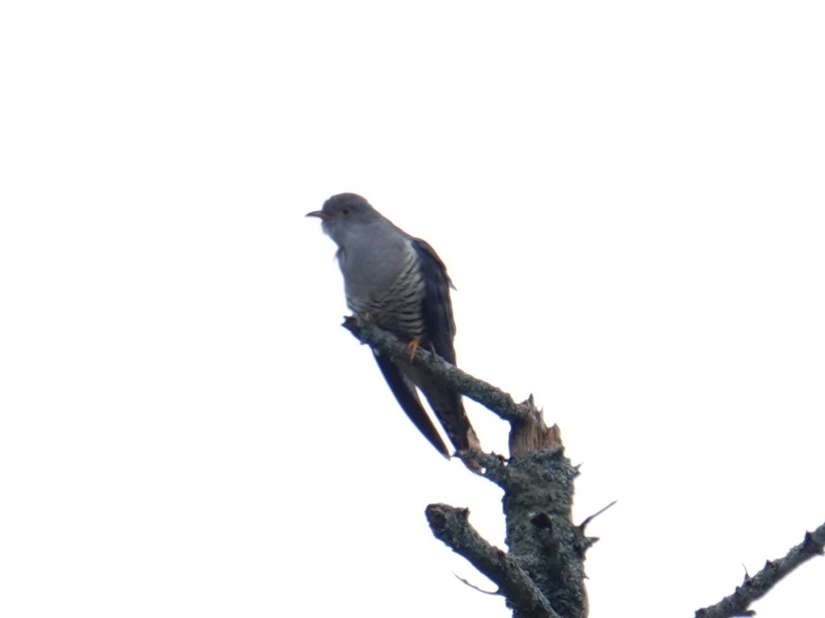 Oriental Cuckoo - ML620092588